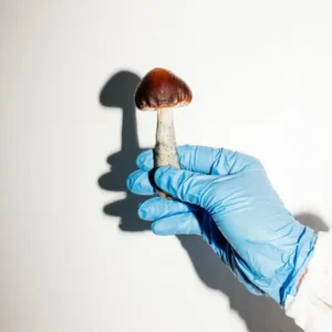 kjøp psykedelisk sopp